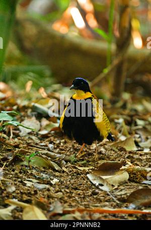 Pitta di Gurney (Pitta gurneyi) maschio adulto, fluffed in su ed esposizione sul pavimento della foresta, Khao o Chuchi, Tailandia Foto Stock