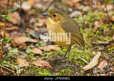 Pitta formica di montagna, pitta formica di montagna, pitta formica di montagna, animali, uccelli, Tawny Antpitta (Grallaria quitensis) adulto, in piedi su montano Foto Stock