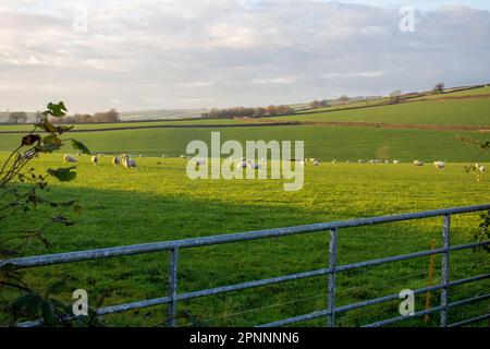 Nuovo cancello di metallo fattoria e Devon colline e campi con siepi e alberi in autunno luce del sole e cielo blu Foto Stock