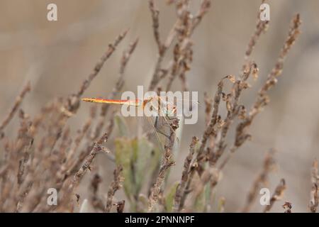 libellula arancione che riposa alla fine di un ramoscello alla luce del sole Foto Stock