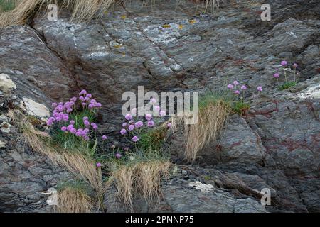 I fiori del mare selvaggio e rosa grazioso crescono lungo la costa frastagliata della Cornovaglia, Regno Unito. Armeria maritima, comunemente conosciuta come Thrift, Sea Thrift o Sea Foto Stock