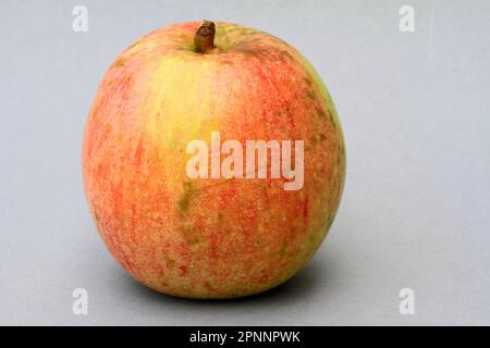 Mela, varietà Rheinischer Bohnapfel Foto Stock