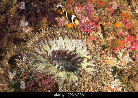 Anemone con perline (Heteractis aurora) con pesci pagliaccio giovani (Amphiprion allardi), sito di immersione Aliwal Shoal, Umkomaas, KwaZulu Natal, Sudafrica Foto Stock