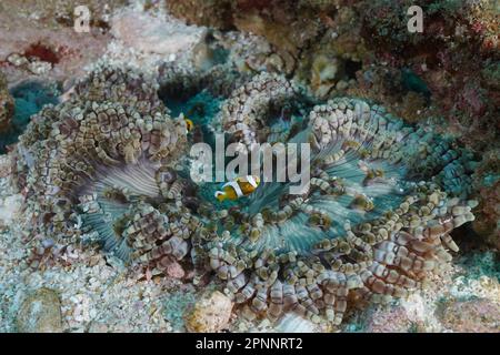 Anemone in perline (Heteractis aurora) con pesci pagliaccio giovani (Amphiprion allardi), sito di immersione del Parco Nazionale della Baia di Sodwana, Maputaland Marine Foto Stock