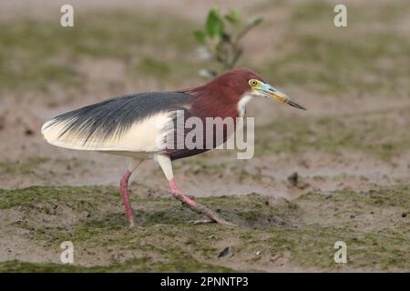 Stagno cinese Heron (Ardeola bacchus) in piumaggio di riproduzione, vista laterale, camminata sulla pianura fangosa di marea, passeggiata sul lungomare mai po NR, Hong Kong, Cina 16 aprile 2023 Foto Stock