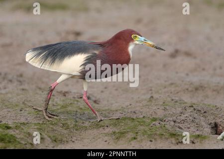 Stagno cinese Heron (Ardeola bacchus) in piumaggio di riproduzione, vista laterale, camminata sulla pianura fangosa di marea, passeggiata sul lungomare mai po NR, Hong Kong, Cina 16 aprile 2023 Foto Stock