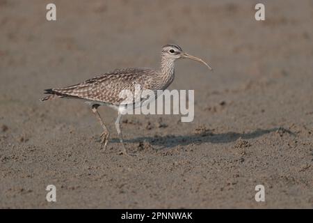 Whimbrel (Numenius phaeopus), singolo uccello che cammina sulla marea mudflat, mai po, Hong Kong 16th aprile 2023 Foto Stock