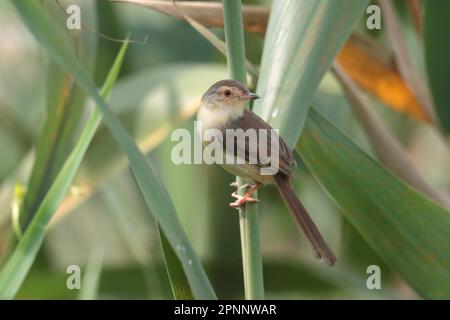 Prinia (Prinia flaviventris), arroccata, vista laterale in letto di canna, mai po, Hong Kong Foto Stock