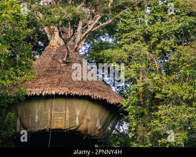 Alloggi glamping nella foresta pluviale Amazzonica. Treehouse in legno, Foresta pluviale Amazzonica, Amazzonia, Pacaya Samiria National Reserve, Perù, Sud America. Foto Stock
