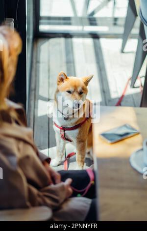 Shiba inu cane in attesa per il suo proprietario in un bar animali domestici Foto Stock