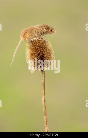 Primo piano ritratto di un piccolo mouse di raccolta rivolto a destra in cima a una tettarella spikey. Nome scientifico: Micromys minutus. Pulire lo sfondo con lo spazio per Foto Stock