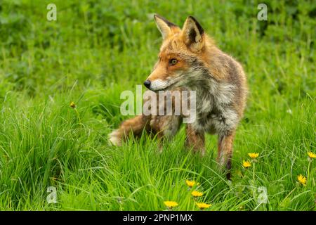 Volpe rossa, Nome scientifico: Vulpes Vulpes, primo piano di una volpe rossa allerta, rivolta a sinistra in primavera con erba verde e dente di leone giallo. Spazio per co Foto Stock
