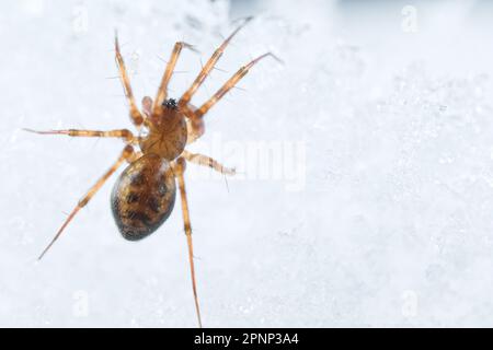 Ragno di Sheetweb (Lepthyphantes leprosus) a piedi sulla neve Foto Stock