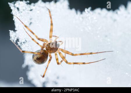 Ragno di Sheetweb (Lepthyphantes leprosus) a piedi sulla neve Foto Stock