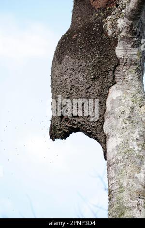 Primo piano di un alveare immerso in una roccia, vista a basso angolo, Chapada dos Guimarães, Mato Grosso, Brasile, Sud America Foto Stock