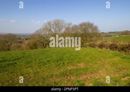 Tipica campagna del Devon in inverno (marzo) con campi verdi, alberi e siepi, dolci colline e cieli azzurri Foto Stock