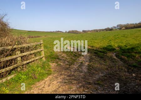 Tipici campi di pascolo Devon in inverno con siepi e alberi con un cielo azzurro chiaro Foto Stock