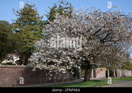 Fiore di ciliegio bianco, West Princes Street, Helensburgh, Argyll e Bute, Scozia Foto Stock