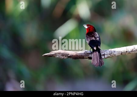 Bella tanager dal becco d'argento che si erosa su un ramo contro sfondo sfocato, Chapada dos Guimarães, Mato Grosso, Brasile, Sud America Foto Stock