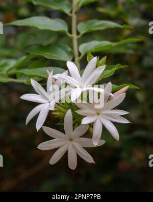 Vista in primo piano di fiori bianchi luminosi di arbusto multipartitum jasminum, aka gelsomino selvatico stellato o gelsomino africano che fiorisce all'aperto nel giardino tropicale Foto Stock