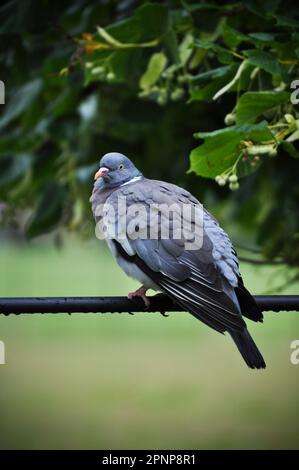 Il Pigeon di legno (Columba Palumbus) fotografato nello Yorkshire orientale, Inghilterra Foto Stock