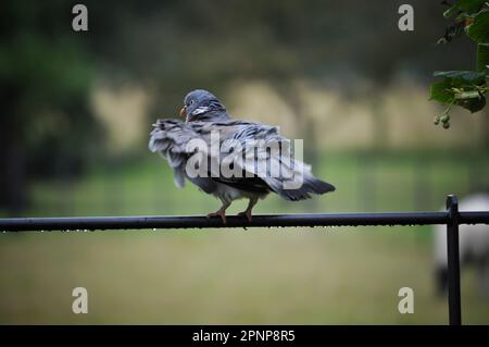 Il Pigeon di legno (Columba Palumbus) fotografato nello Yorkshire orientale, Inghilterra Foto Stock