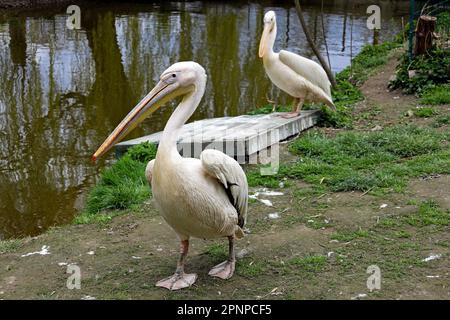 Due pellicani bianchi in zoo su erba verde. Uccelli selvatici. Pelican bianco sulla fattoria. Gruppo di pellicani seduti fresco e calmo nello stagno o lago Foto Stock