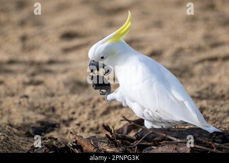 Un singolo Cockatoo solforoso si siede sulla sabbia di Palm Cove a Cairns, in procinto di aprire la noce di mandorle della spiaggia aggrappata in un artiglio con il suo becco aperto. Foto Stock