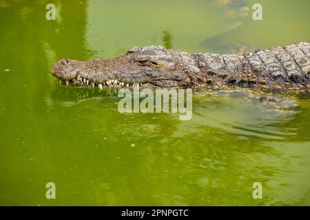 Il grande coccodrillo del Nilo (Crocodylus niloticus) nuota nell'acqua verde Foto Stock