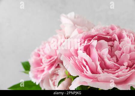 Primo piano di fiori di peonia rosa pastello su sfondo bianco. Carta per matrimoni o madri. Scatto macro. Vacanza natura texture Foto Stock