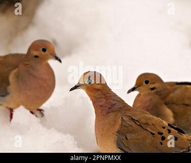 Vista ravvicinata di tre piaghe dove in piedi sulla neve con uno sfondo bianco nel loro ambiente e habitat circostante. Pianto dove immagine. Foto Stock