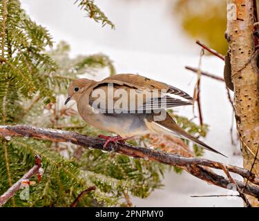 Pianto dove primo piano vista laterale appollaiata su un ramo di cedro con uno sfondo sfocato nel suo ambiente e habitat circostante. Spalmare le ali. Foto Stock