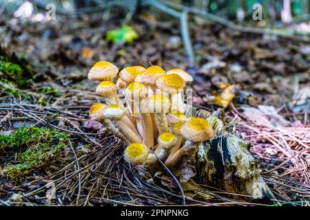 Una famiglia di funghi reali al miele con cappelli di colore giallo scuro su un pezzo di legno in una foresta di autunno umida Foto Stock
