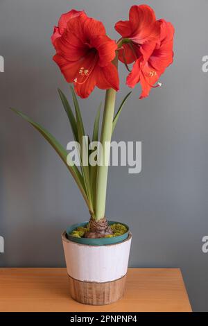 Sul tavolo c'è una pentola con un bel fiore rosso amaryllis. Foto Stock