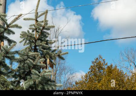 Abete rosso blu con coni dell'anno scorso contro un cielo blu con nuvole bianche Foto Stock