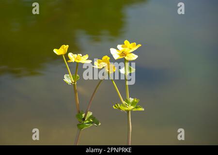 Fiori di primavera giallo brillante di Marsh Marigold (Caltha palustris) che crescono in acqua nel giardino del Regno Unito aprile Foto Stock