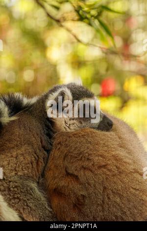 Coppia dormiente di lemuri. Soffici animali selvatici. Foto Stock