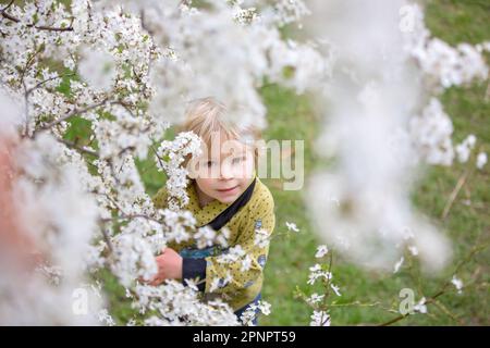 Carino bambino biondo, ragazzo, che corre intorno al cespuglio giallo fiorente, tempo di primavera, mentre nevica, tempo di primavera insolito con la neve Foto Stock