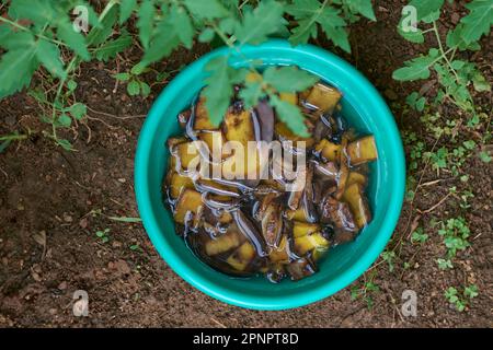 tagliare pezzi di bucce di banana imbevuti in una tazza di acqua, rifiuti alimentari utilizzati come fertilizzante naturale, concetto di gestione dei rifiuti della cucina, economici ed ecologici Foto Stock