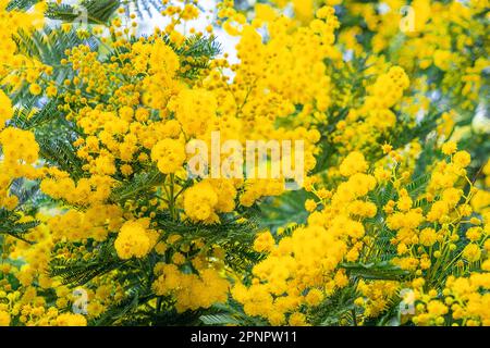 Fiori mimosa gialli o Acacia Dealbata fioritura su albero primaverile. Sfondo delle vacanze primaverili Foto Stock