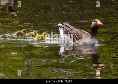 Londra, Regno Unito. 20th aprile 2023. Le nuove gabbie di graylag nuotano con i genitori nel St James's Park. Credit: Vuk Valcic/Alamy Live News Foto Stock