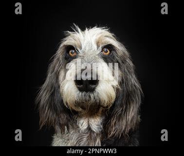 Ritratto adulto Blue Guascogna Griffon cane con grave espressione viso. Isolato su sfondo nero scuro Foto Stock