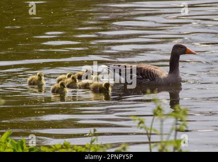 Londra, Inghilterra, Regno Unito. 20th Apr, 2023. Le nuove gabbie di graylag nuotano con i genitori nel St James's Park. (Credit Image: © Vuk Valcic/ZUMA Press Wire) SOLO PER USO EDITORIALE! Non per USO commerciale! Foto Stock