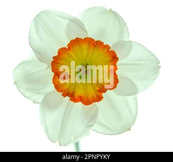 Un solo daffodil bianco con un centro giallo arancione retroilluminato su uno sfondo bianco che rende i petali traslucidi. Foto Stock