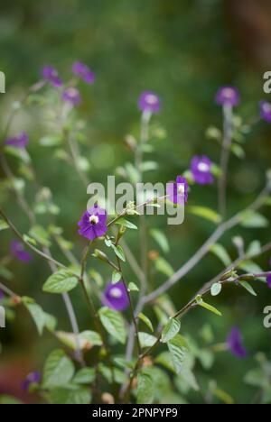 grappolo di fiori di browalla americana, anche conosciuto come fiore di ametista o viola di cespuglio, fuoco selettivo con fondo sfocato di piccolo blu-viola profondo Foto Stock