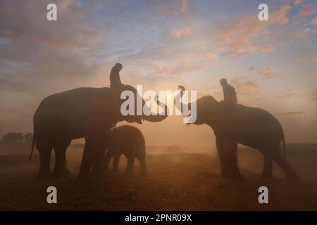 Silhouette di due mahout seduti sugli elefanti al tramonto, Surin, Thailandia Foto Stock