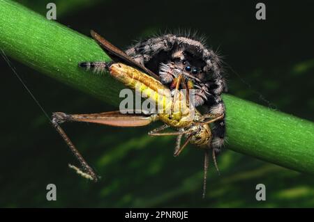 Primo piano di un Jumping Spider (Phidippus regius) mangiare un insetto, Indonesia Foto Stock