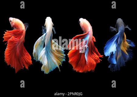 Vista posteriore di quattro pesci betta che nuotano fianco a fianco su uno sfondo nero, Indonesia Foto Stock