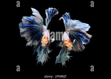 Ritratto di due pesci betta blu che nuotano su uno sfondo nero, Indonesia Foto Stock