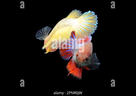 Primo piano di un pesce betta rosso e giallo che nuota su uno sfondo nero, Indonesia Foto Stock